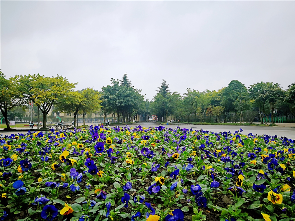 四川大學(xué)青羊校區(qū)